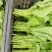 清油菜苔