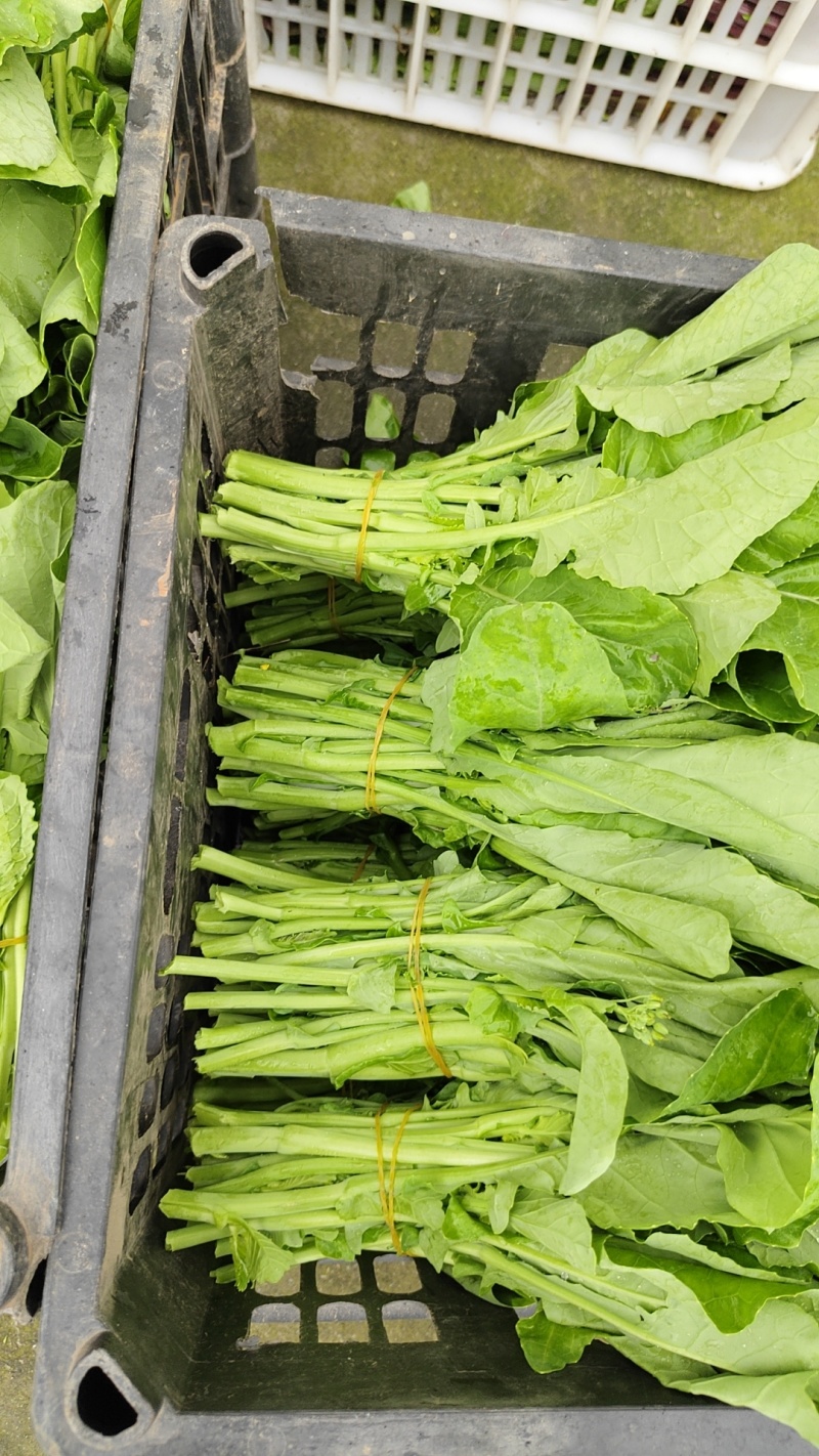 清油菜苔