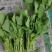 清油菜苔