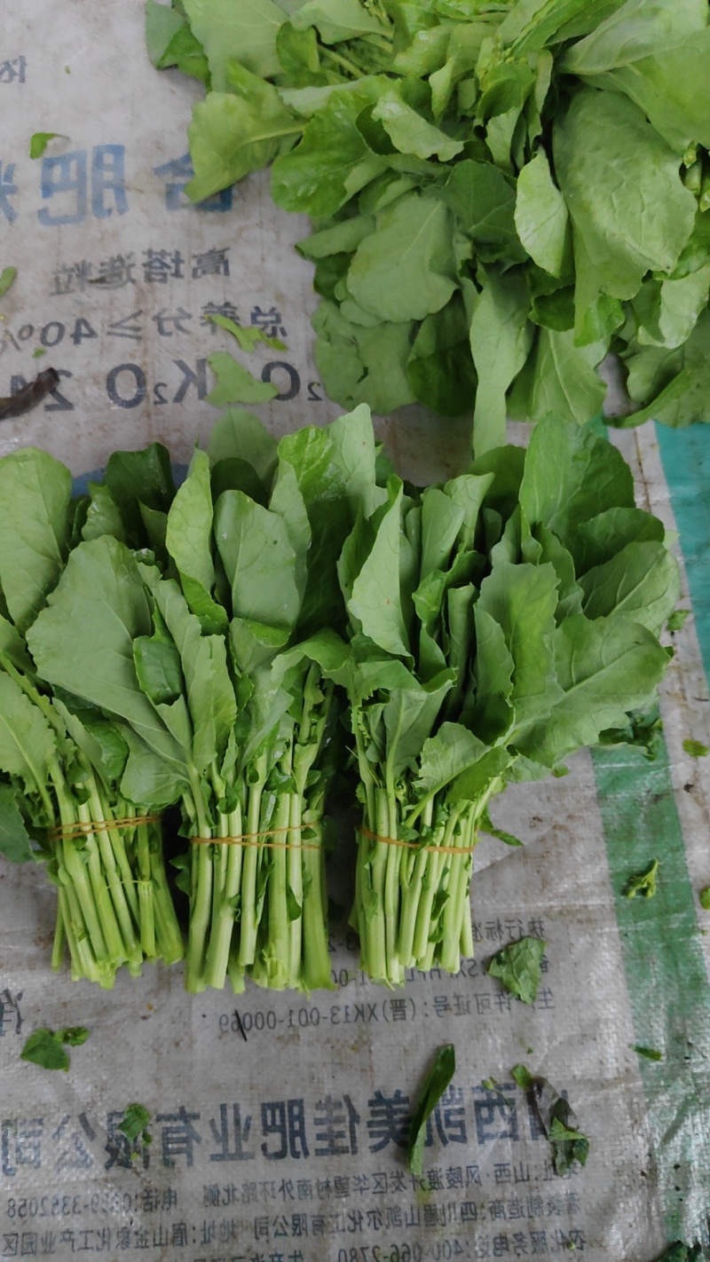 清油菜苔