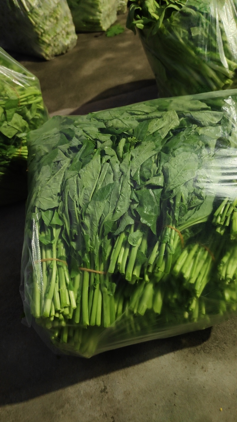 清油菜苔