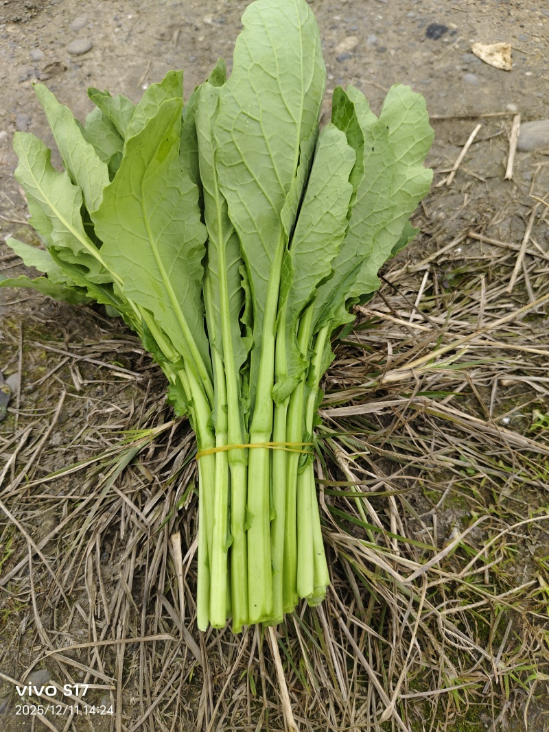 清油菜苔