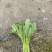 清油菜苔