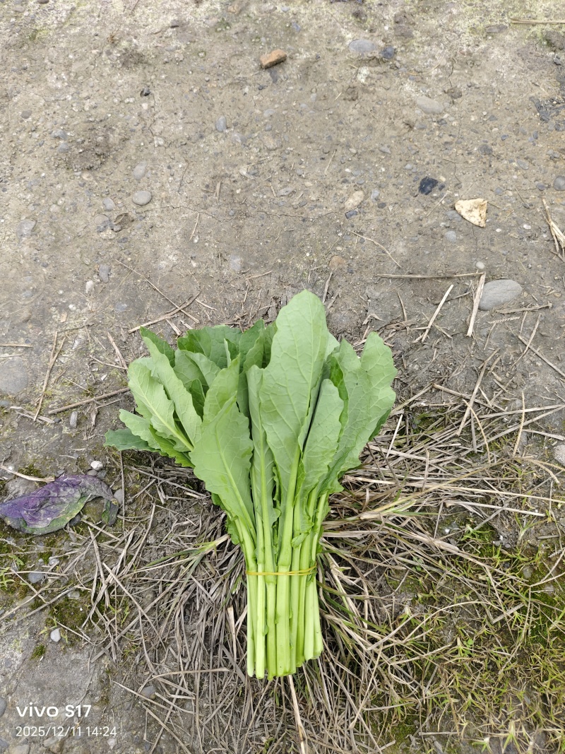 清油菜苔