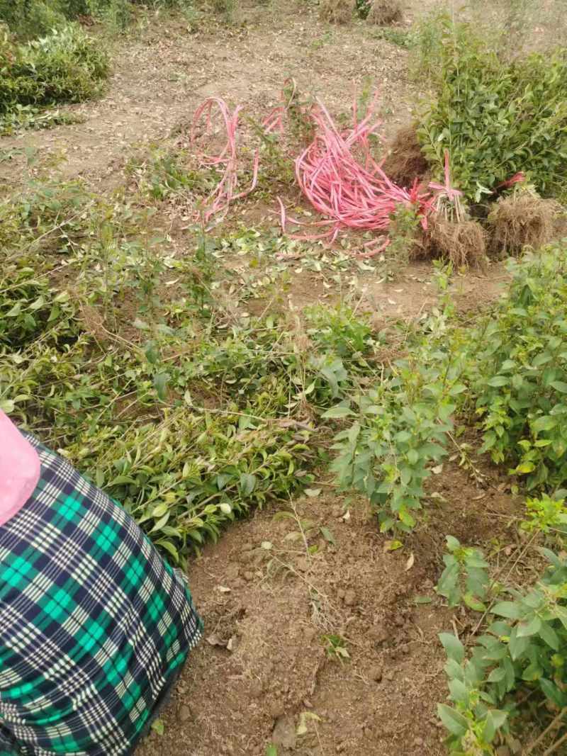 0.6公分的大叶女贞苗，女贞苗供应