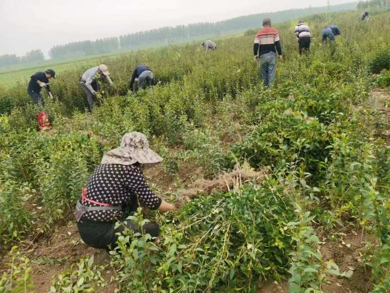 0.6公分的大叶女贞苗，女贞苗供应