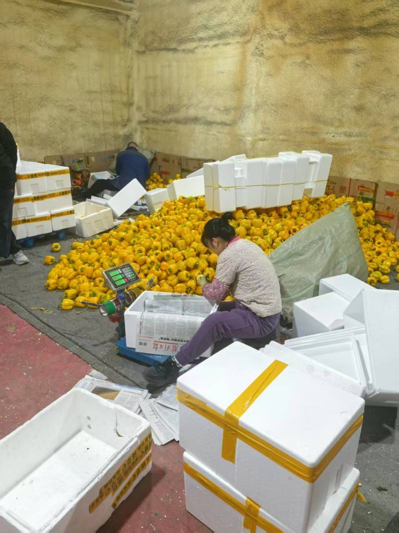 山东寿光当季新鲜脆甜彩椒基地直发厚肉生吃大宗批发