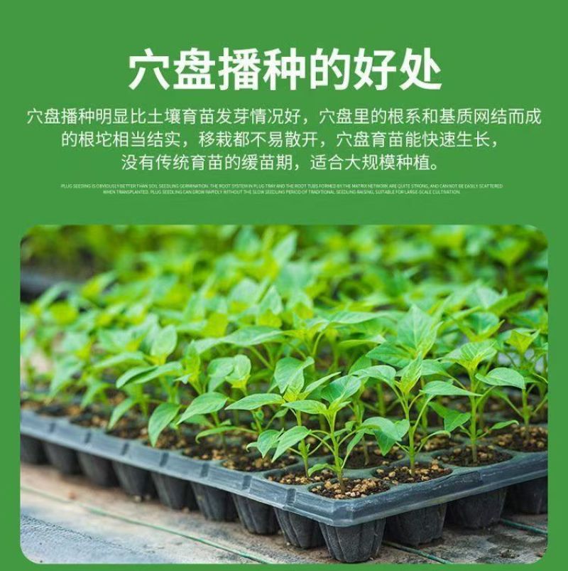 育苗盘穴盘平盘整件批发加厚育苗盆营养钵辣椒西红柿蔬菜培育