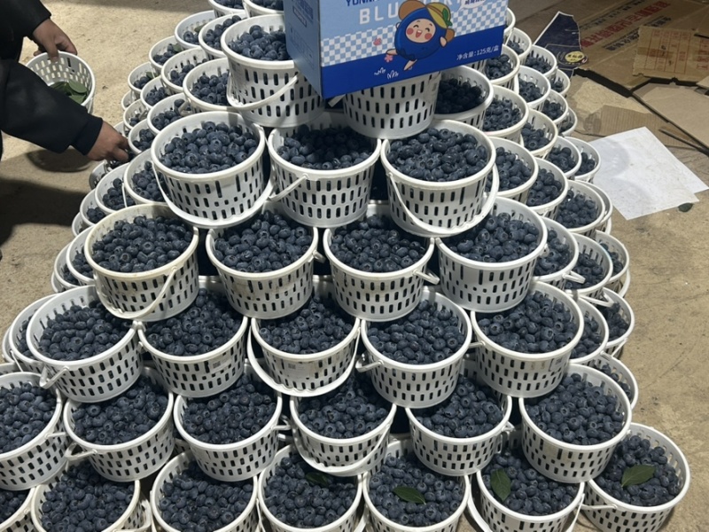 蓝莓花香蓝莓