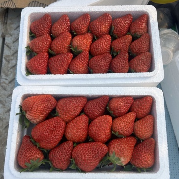 满城草莓🍓主产区量大便宜