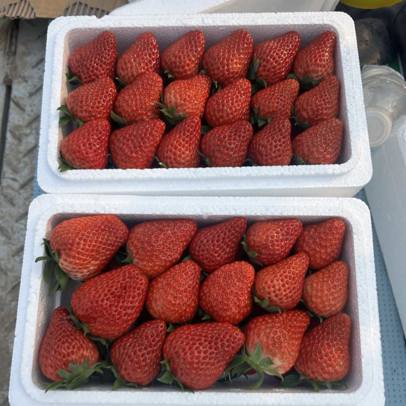 满城草莓🍓主产区量大便宜