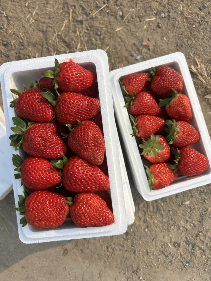 满城草莓🍓主产区量大便宜