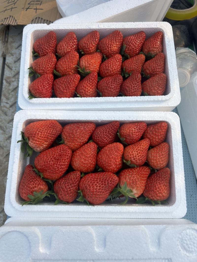 满城草莓🍓主产区量大便宜