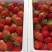 满城草莓🍓主产区量大便宜