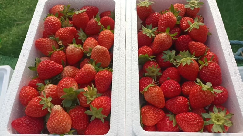 满城草莓🍓主产区量大便宜