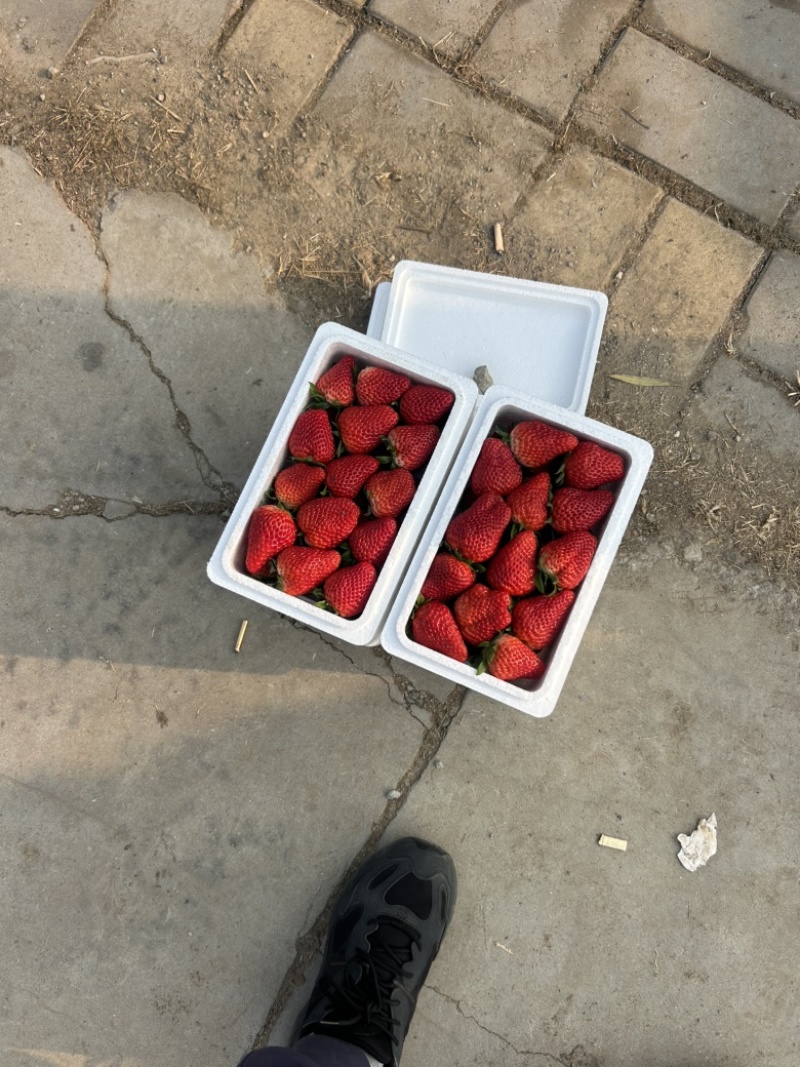 满城草莓🍓主产区量大便宜