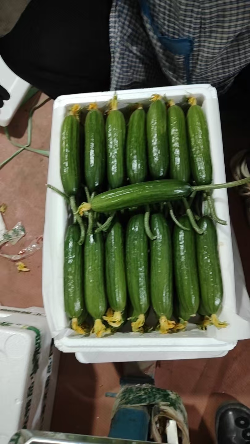 小黄瓜鲜花带刺18公分以下新鲜水分小量大价优
