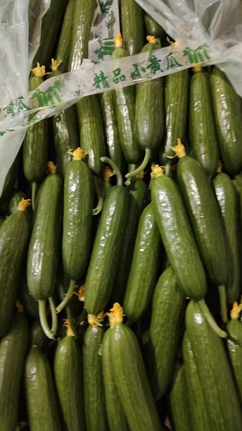 小黄瓜鲜花带刺18公分以下新鲜水分小量大价优