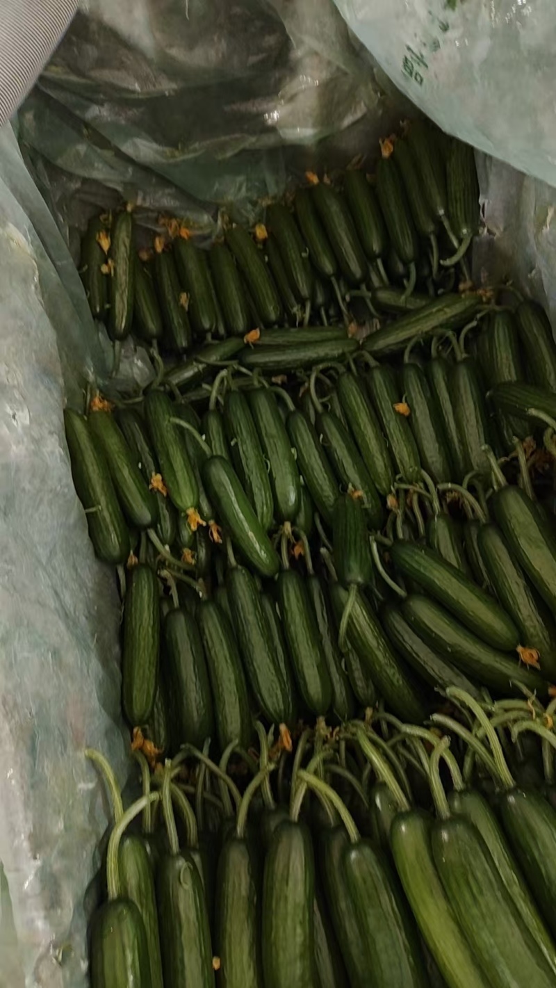 小黄瓜鲜花带刺18公分以下新鲜水分小量大价优
