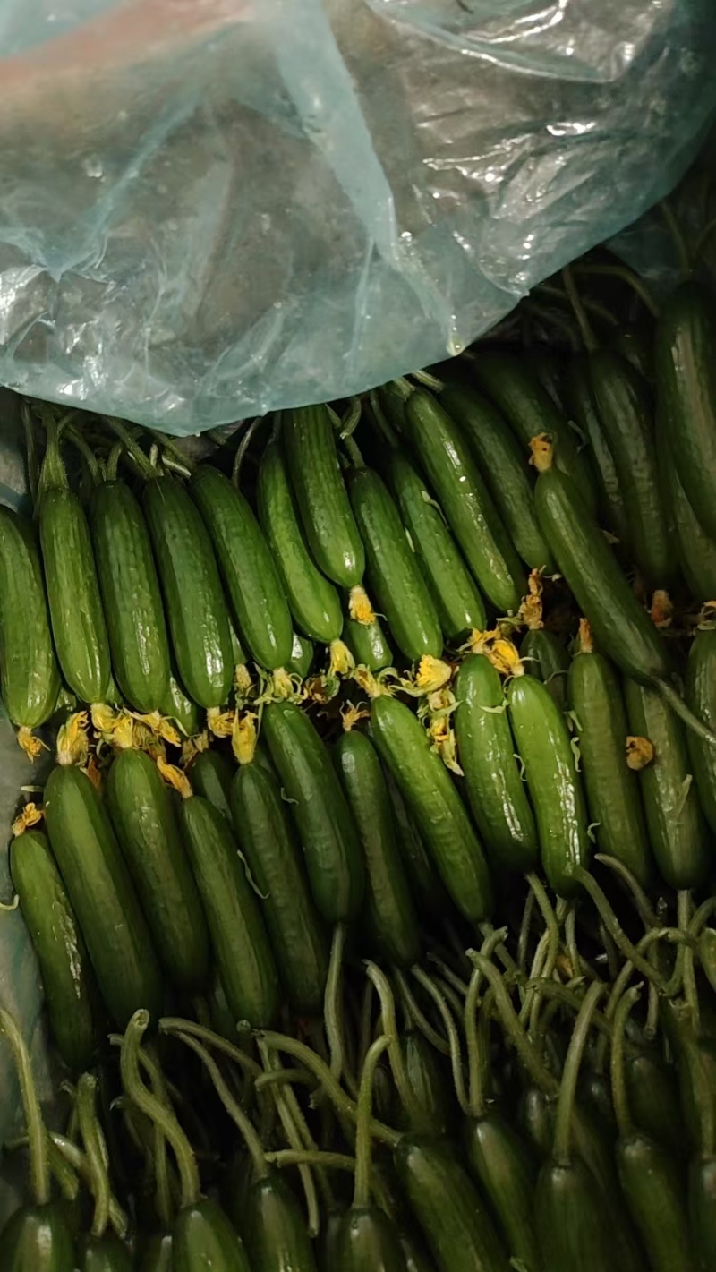 小黄瓜鲜花带刺18公分以下新鲜水分小量大价优