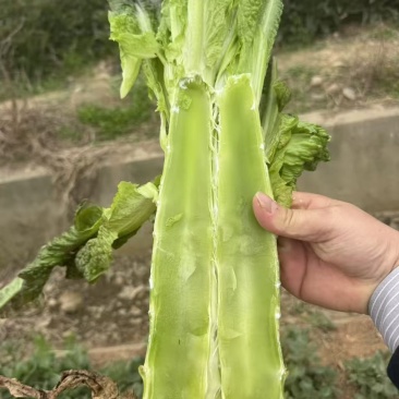 莴笋