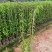 炮仗花80-1.2米高大量出售自家基地现货需要联系