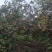 野生山茶油