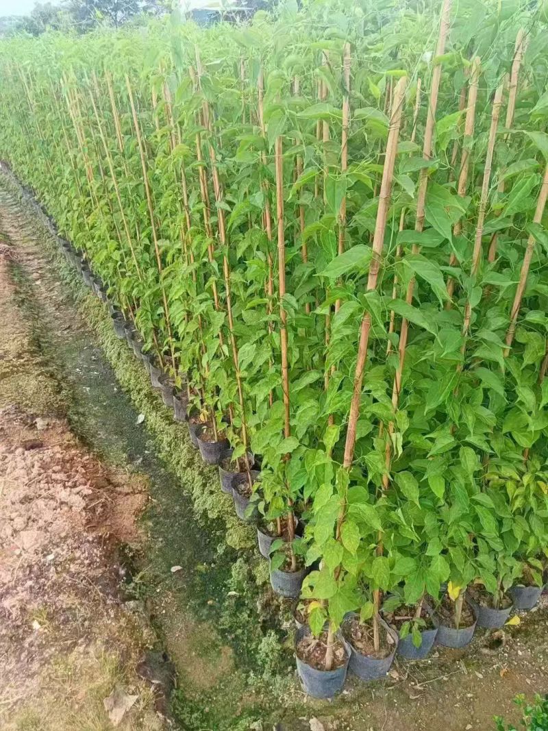 炮仗花80-1.2米高大量出售自家基地现货需要联系