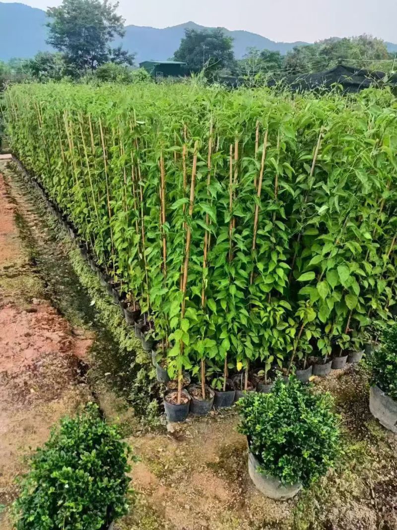 炮仗花80-1.2米高大量出售自家基地现货需要联系