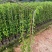 炮仗花80-1.2米高大量出售自家基地现货需要联系