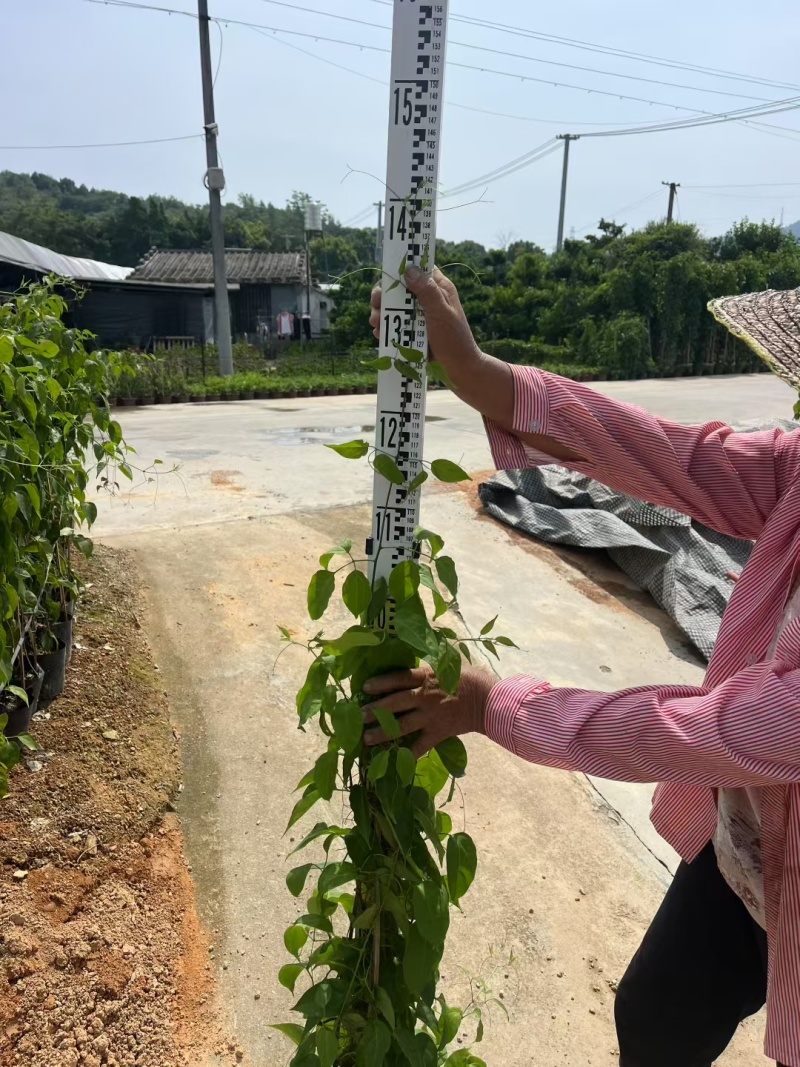 炮仗花80-1.2米高大量出售自家基地现货需要联系