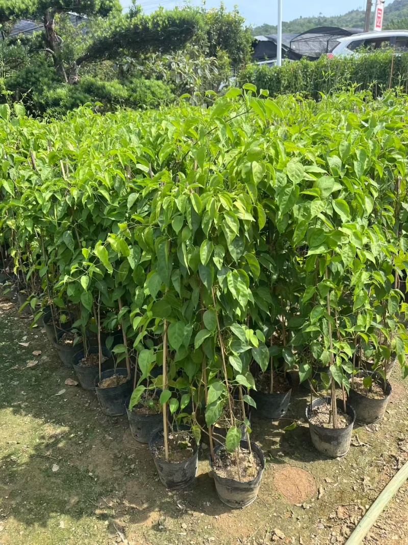炮仗花80-1.2米高大量出售自家基地现货需要联系