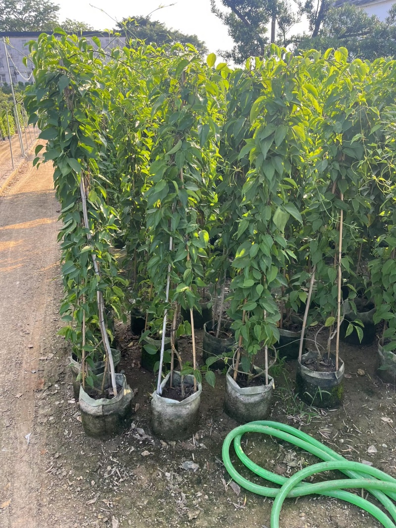 炮仗花80-1.2米高大量出售自家基地现货需要联系