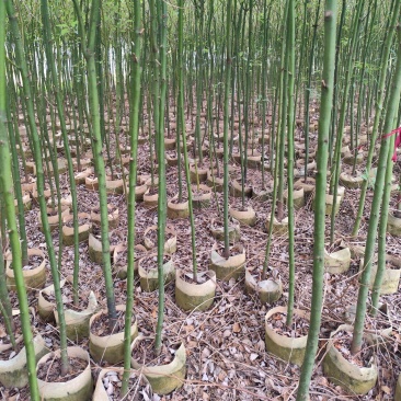 香樟原生苗1-2-3公分大量出售自家货源基地直销