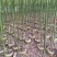 香樟原生苗1-2-3公分大量出售自家货源基地直销