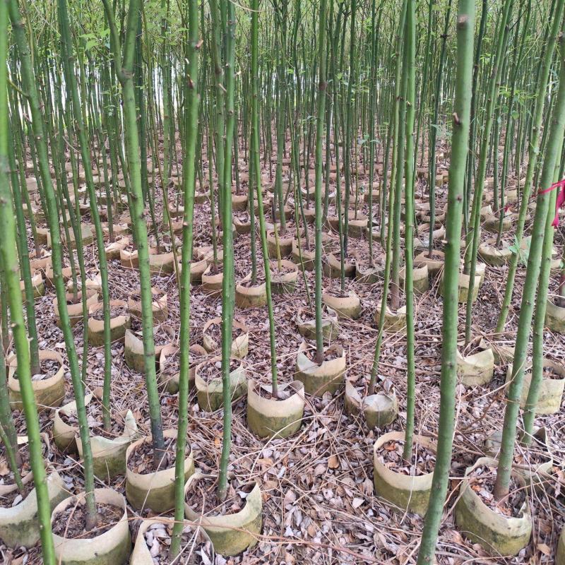 香樟原生苗1-2-3公分大量出售自家货源基地直销