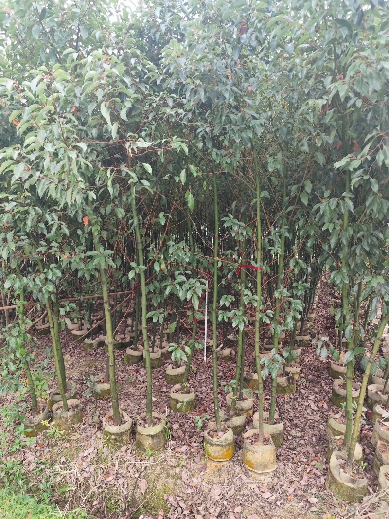 香樟原生苗1-2-3公分大量出售自家货源基地直销