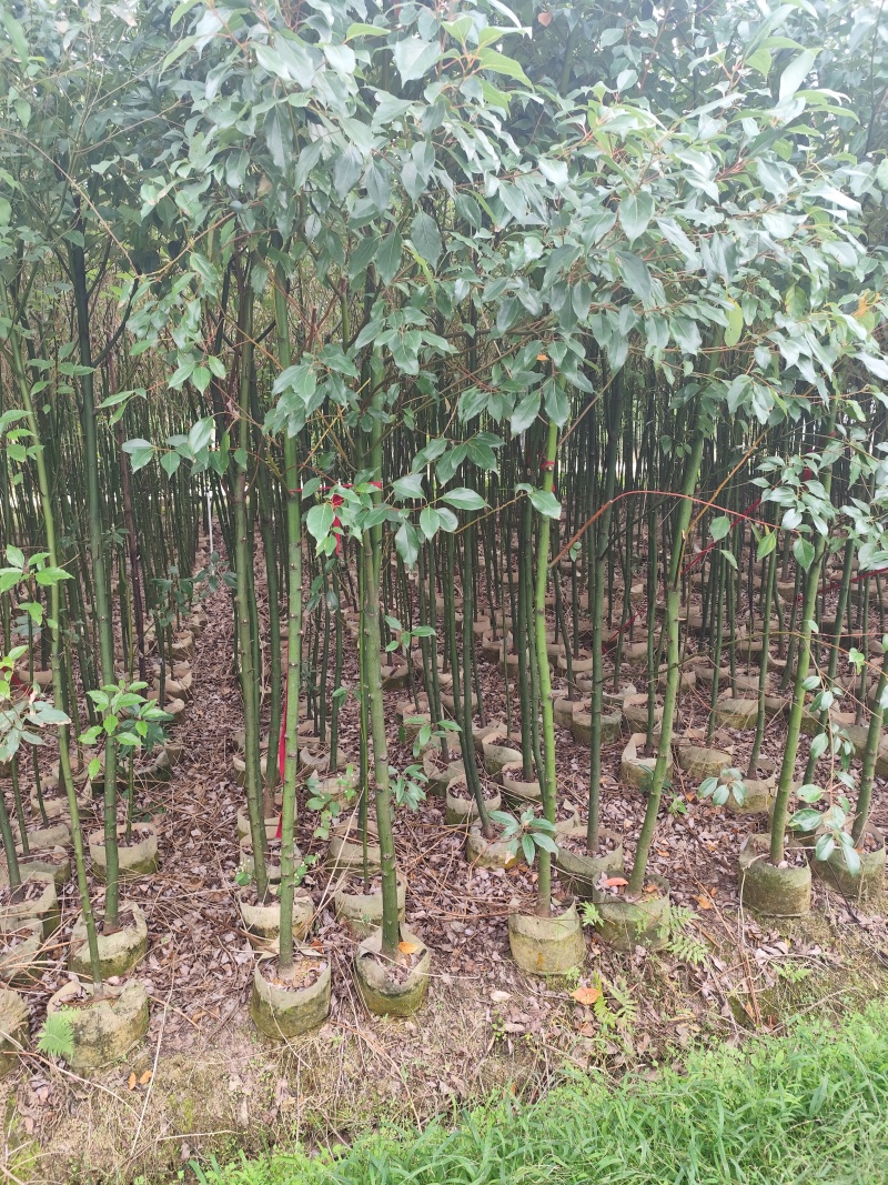 香樟原生苗1-2-3公分大量出售自家货源基地直销