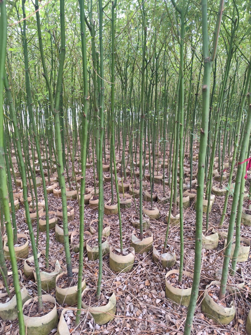 香樟原生苗1-2-3公分大量出售自家货源基地直销