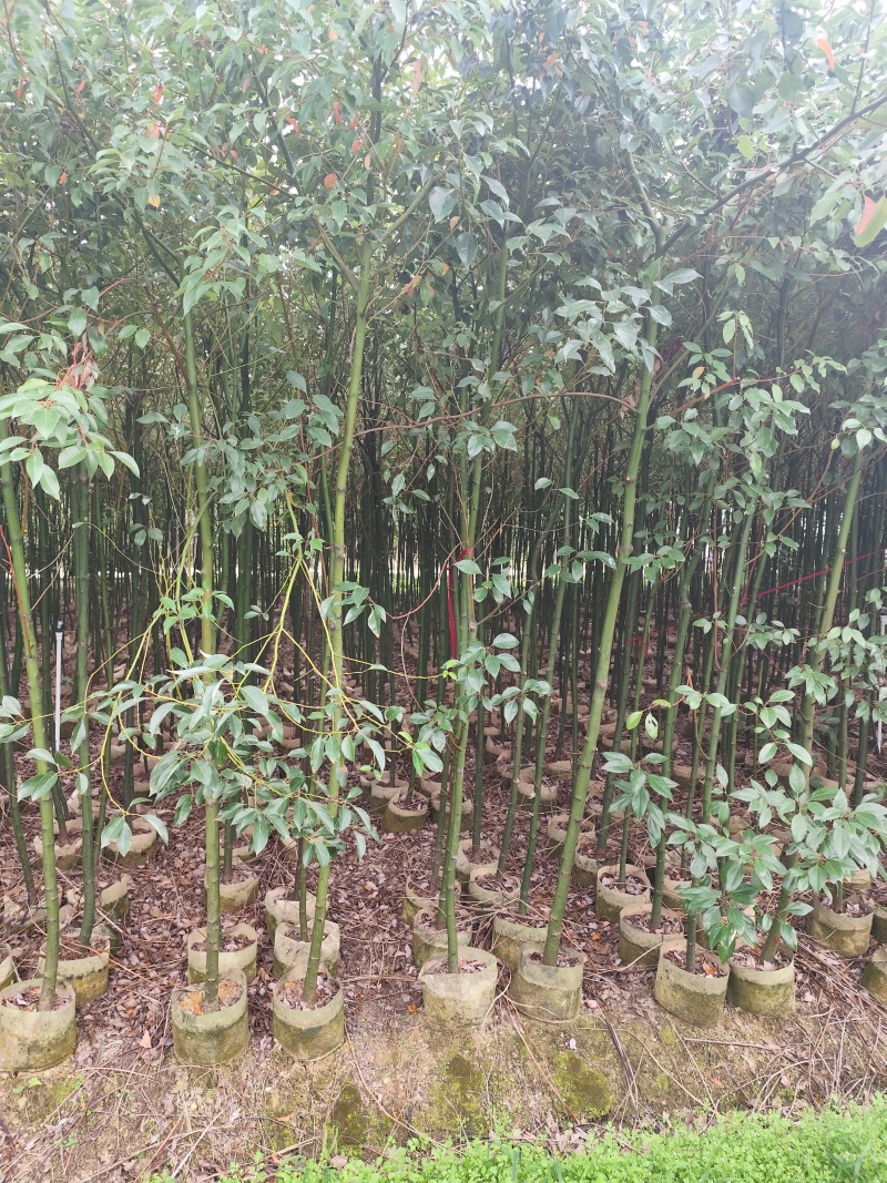 香樟原生苗1-2-3公分大量出售自家货源基地直销