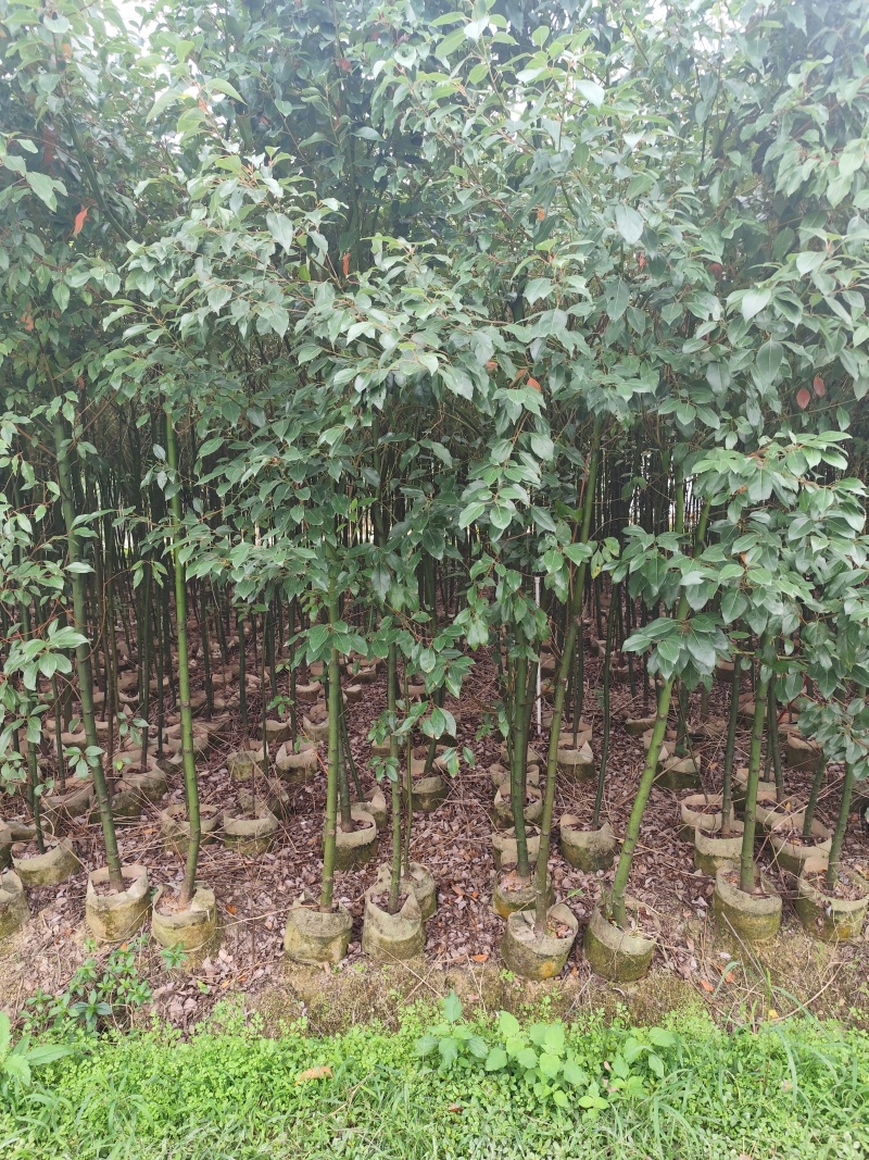 香樟原生苗1-2-3公分大量出售自家货源基地直销