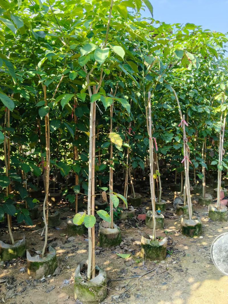 紫花风铃木原生嫁接苗1-3公分出售自家基地直销
