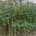 火焰木原生苗1-3公分大量出售自家货源数量充足
