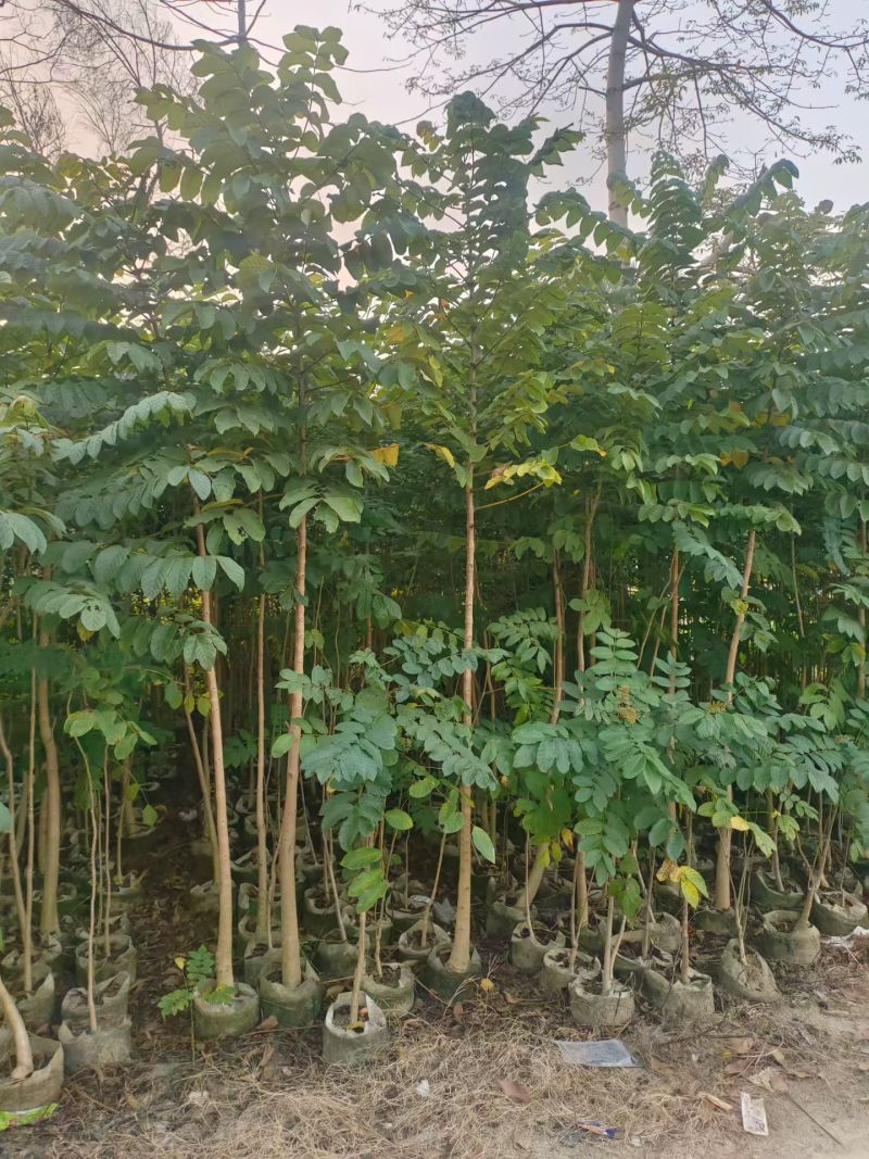 火焰木原生苗1-3公分大量出售自家货源数量充足