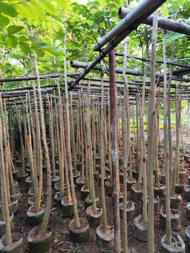 火焰木原生苗1-3公分大量出售自家货源数量充足