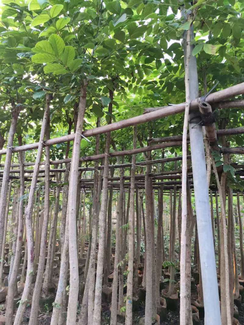 火焰木原生苗1-3公分大量出售自家货源数量充足
