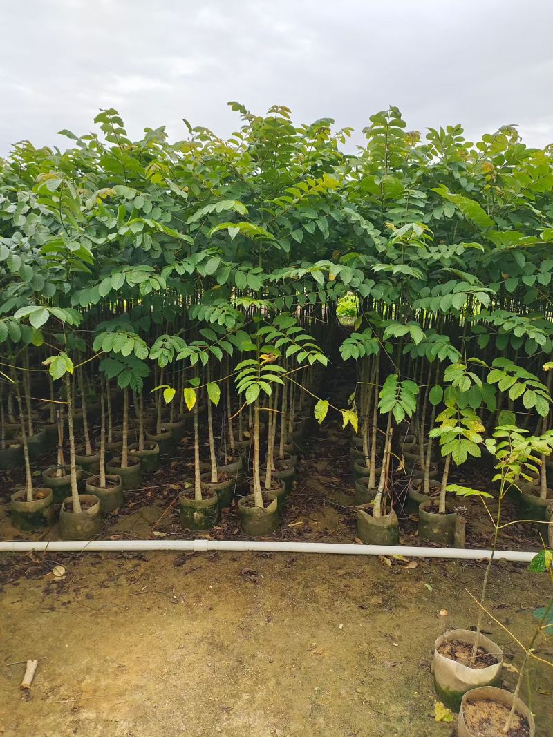 火焰木原生苗1-3公分大量出售自家货源数量充足