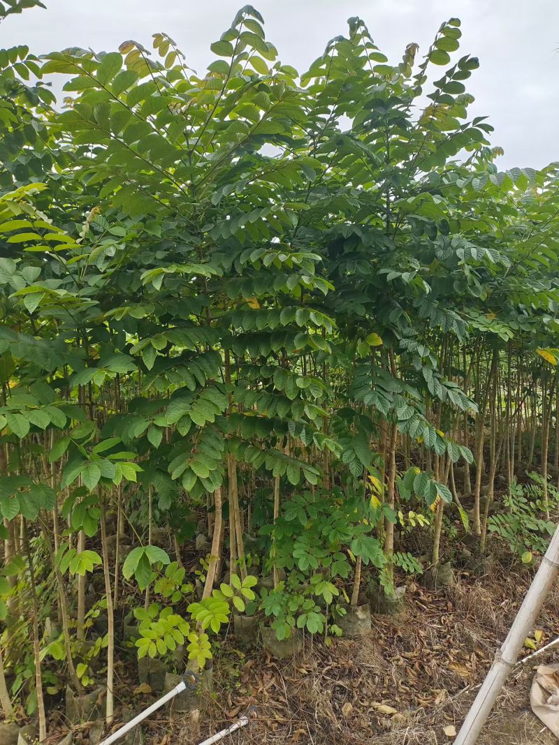 火焰木原生苗1-3公分大量出售自家货源数量充足