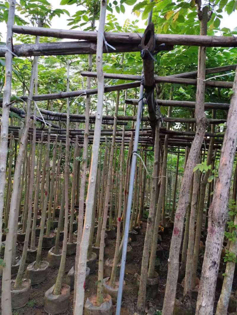 火焰木原生苗1-3公分大量出售自家货源数量充足