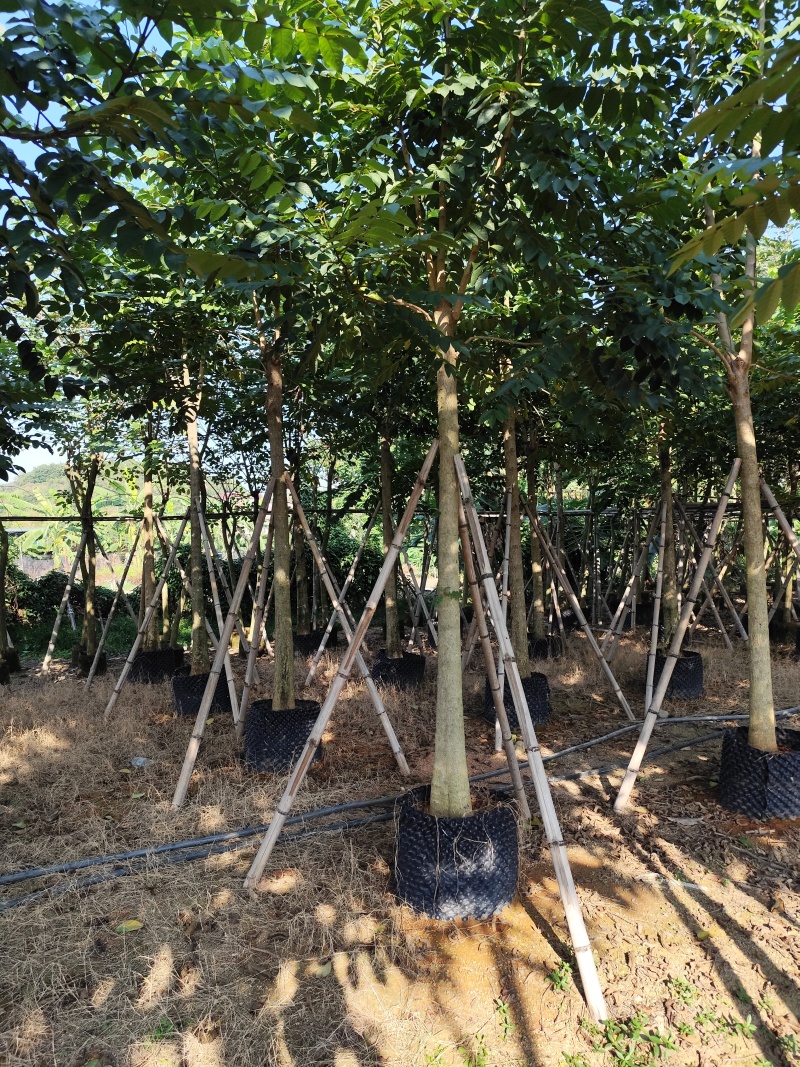 火焰木大冠幅8-12公分出售基地直销可视频看货